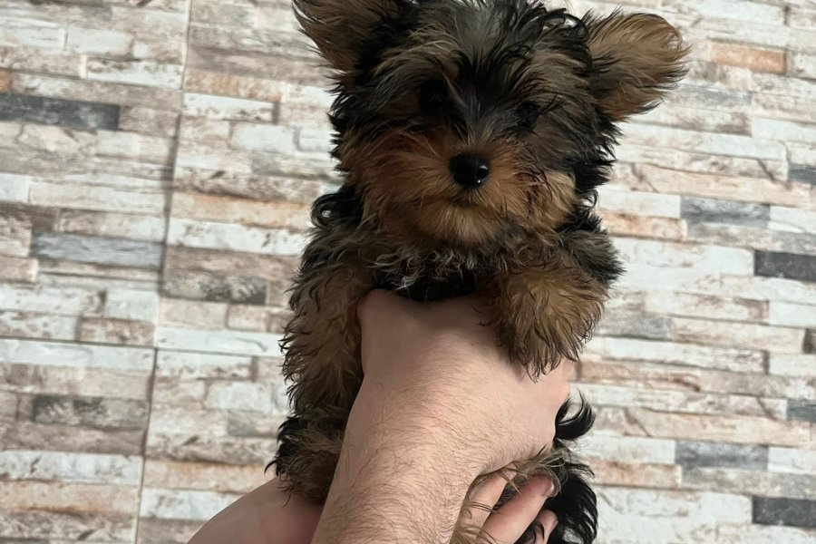 Teacup Yorkshire terrier yavrusu 1