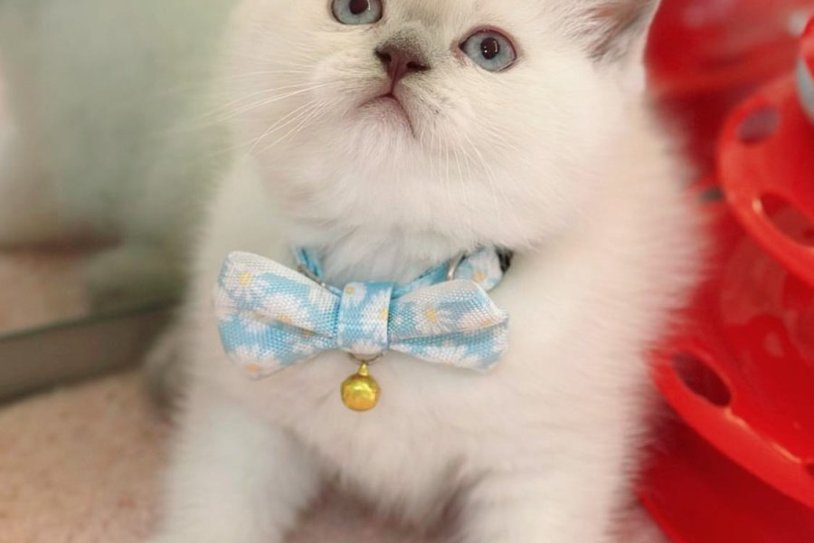Muhtesem British Shorthair Blue Point ve Silver Kardesler 3
