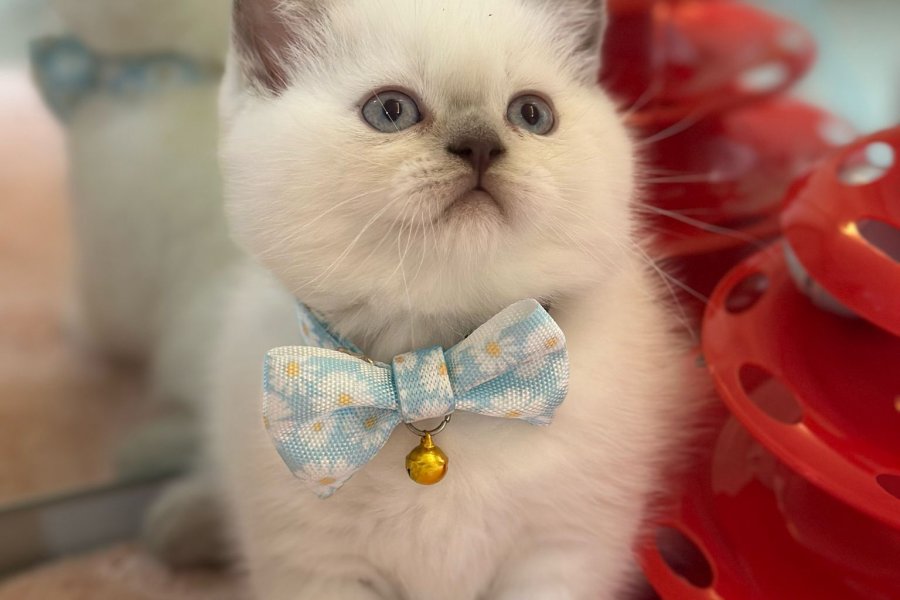 Muhtesem British Shorthair Blue Point ve Silver Kardesler 4