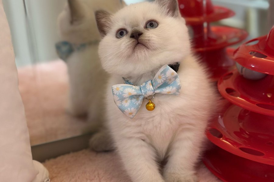Muhtesem British Shorthair Blue Point ve Silver Kardesler 5