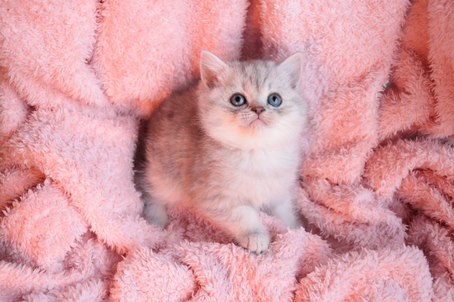 Muhtesem British Shorthair Blue Point ve Silver Kardesler 1