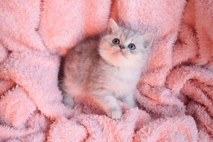 Muhtesem British Shorthair Blue Point ve Silver Kardesler 2