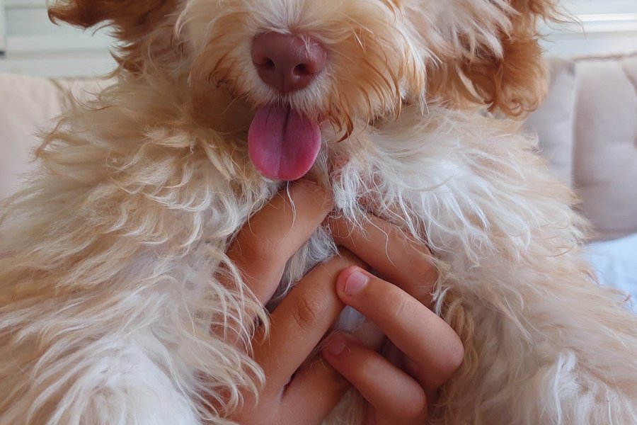 Maltipoo 5 aylık dişi yavru 1