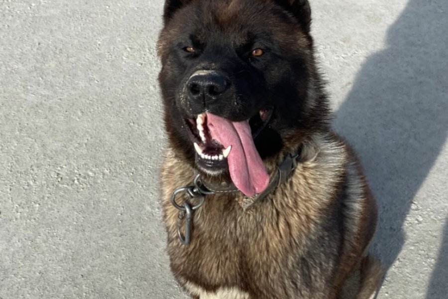 Amerikan Akita 1