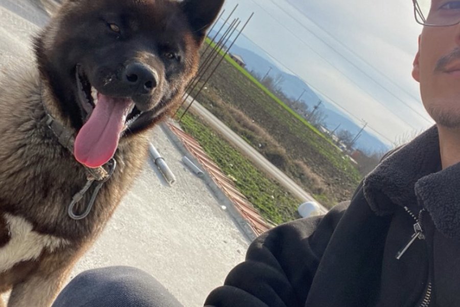 Amerikan Akita 2