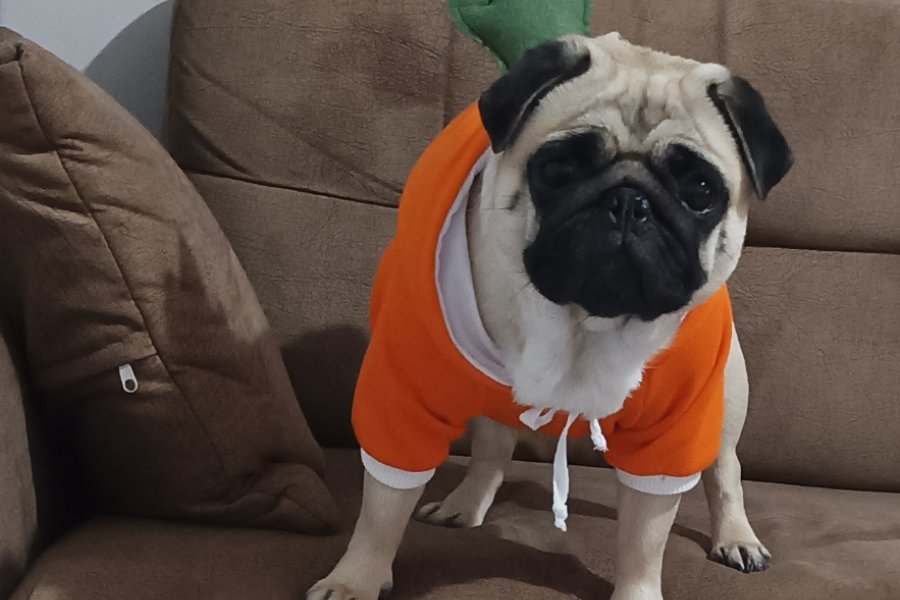 Pug Sahiplendirme. Sağlık sebebiyle kızıma kalıcı yuva arıyorum acil 1