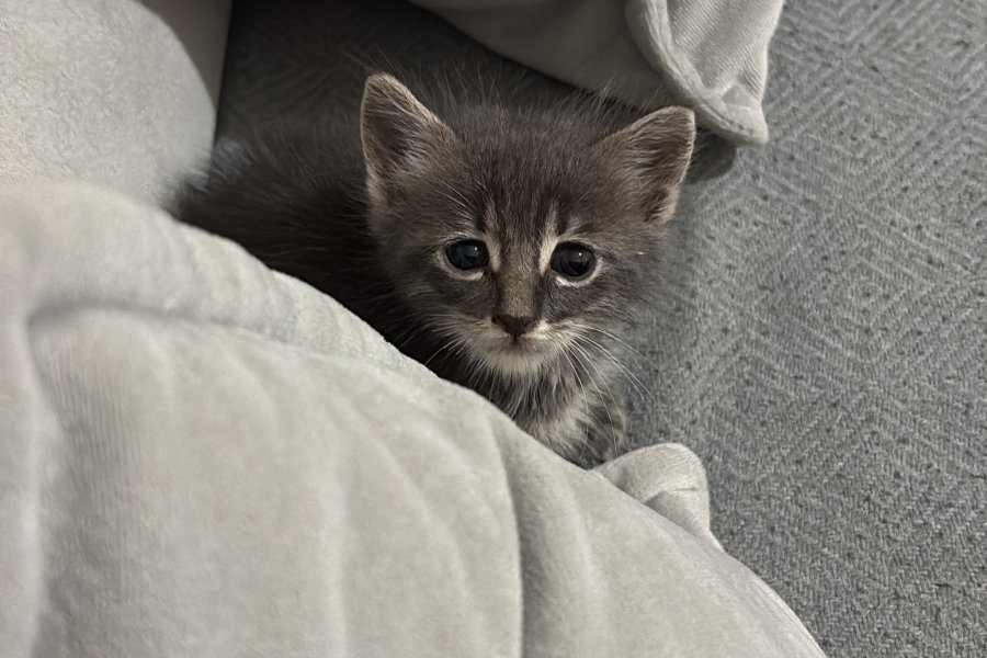 3 haftalık erkek tekir kedi 2