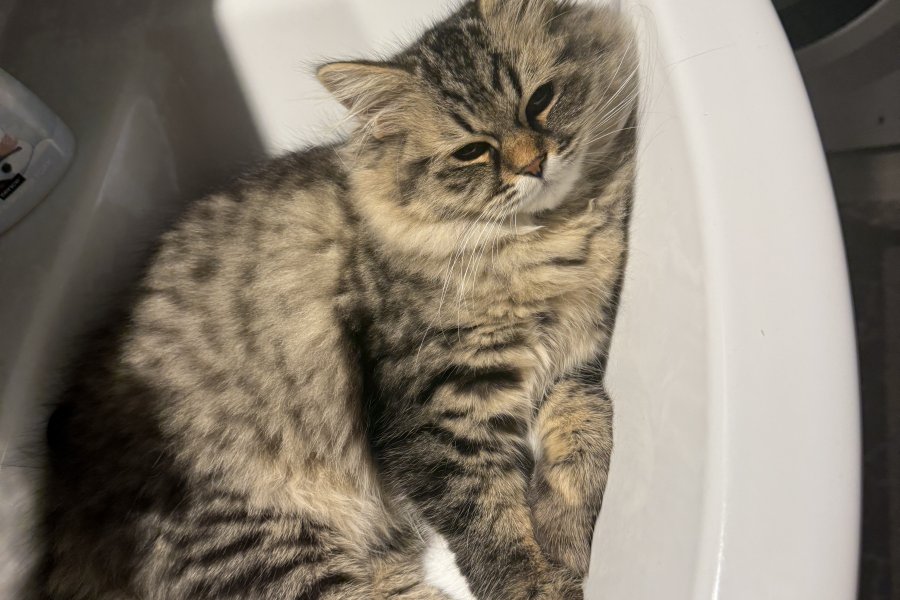British Longhair Ücretsiz Sahiplendirme 1