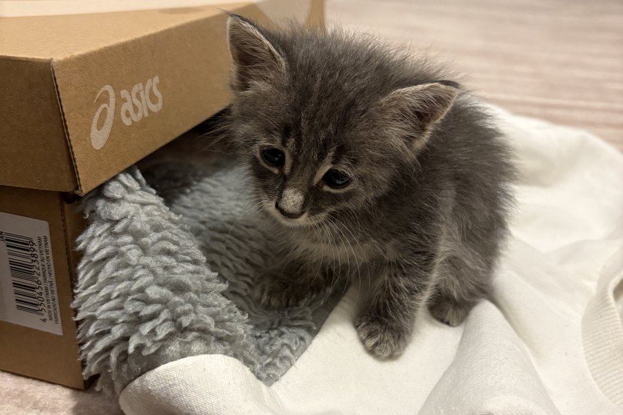 3 haftalık erkek tekir kedi 1
