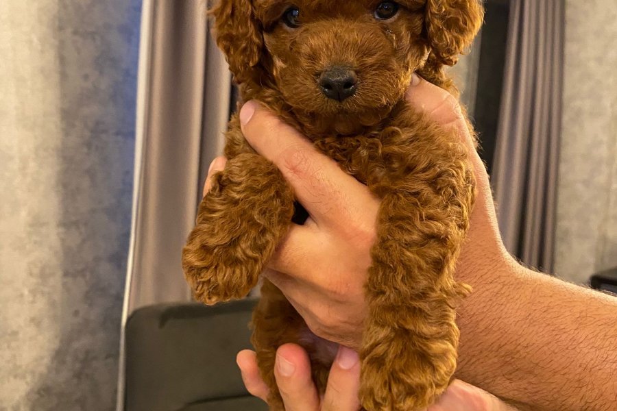 2 Aylık Erkek Toy Poodle Yavrusu 2