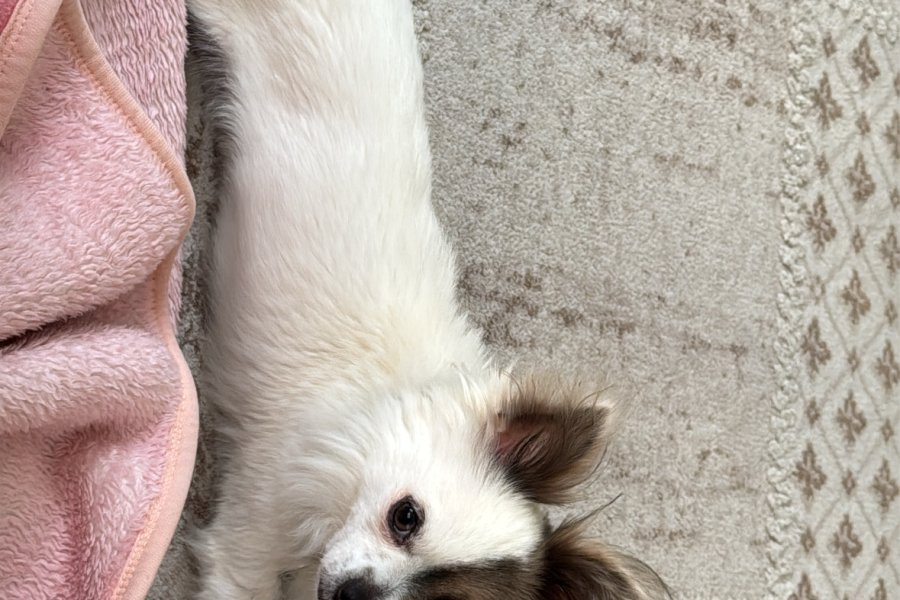 Küçük Cins Köpek Sahiplendirme 1