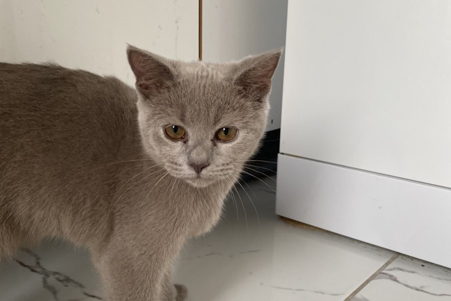 British shorthair kızımıza ücretsiz yuva 1