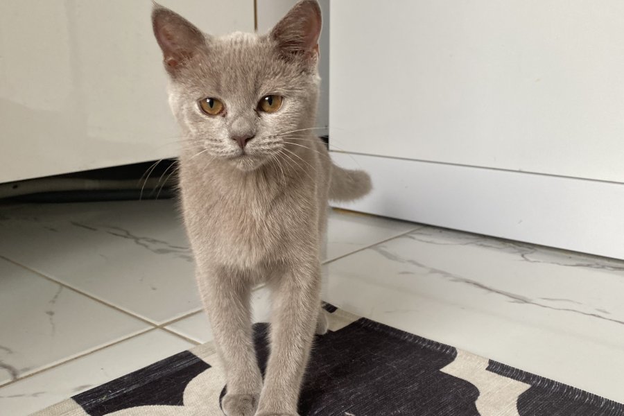 British shorthair kızımıza ücretsiz yuva 2