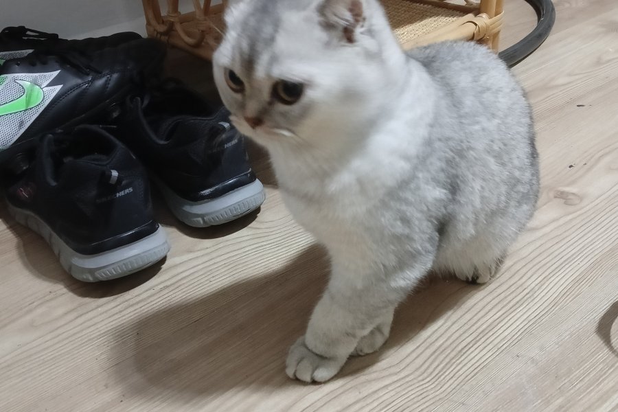 Orjınal brıtıs yavru uyguna 1