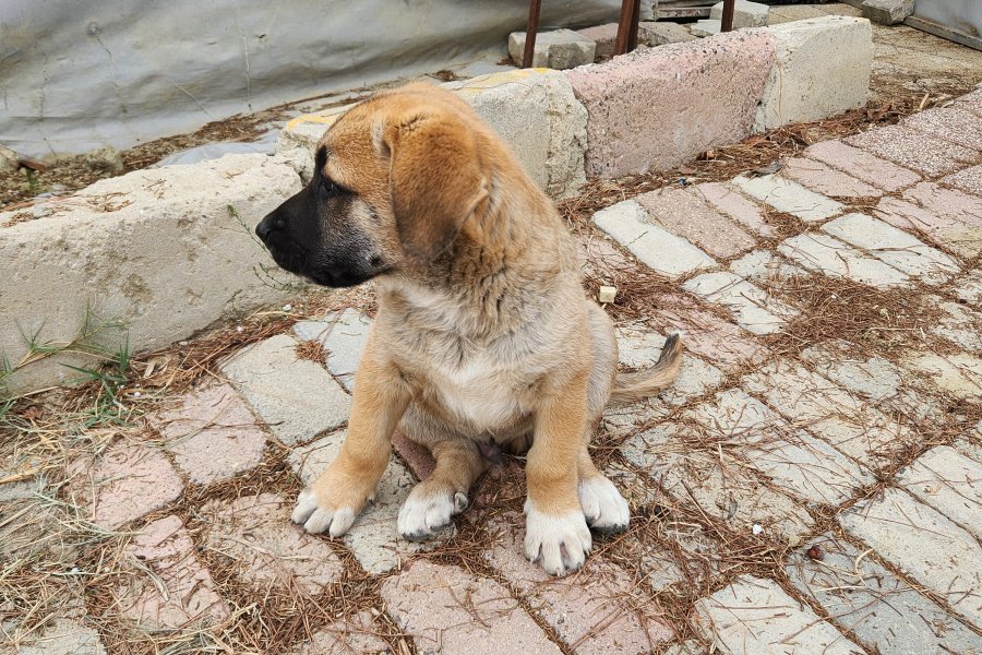 Tosun paşaya yuva arıyoruz 1