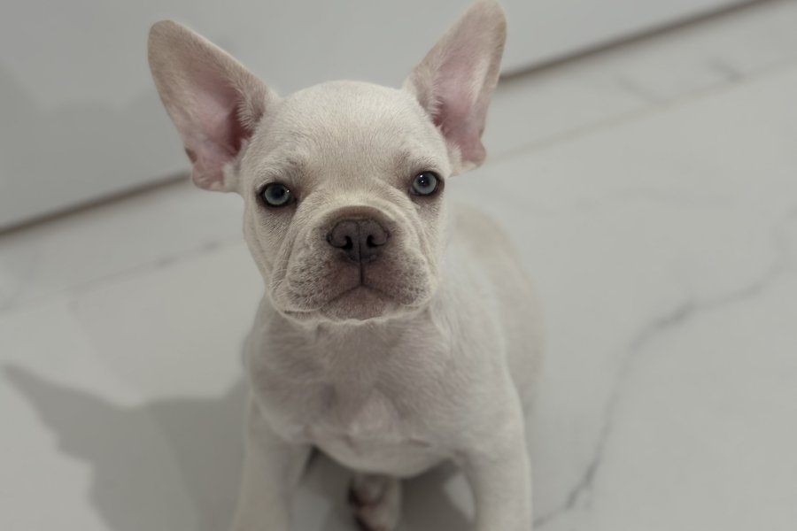 Sevecen French Bulldog Yavrumuz Yuva Arıyor 1