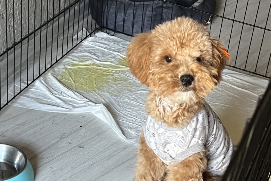 Sevimli Maltipoo Yavrumuza Sıcacık Bir Yuva Arıyoruz 1