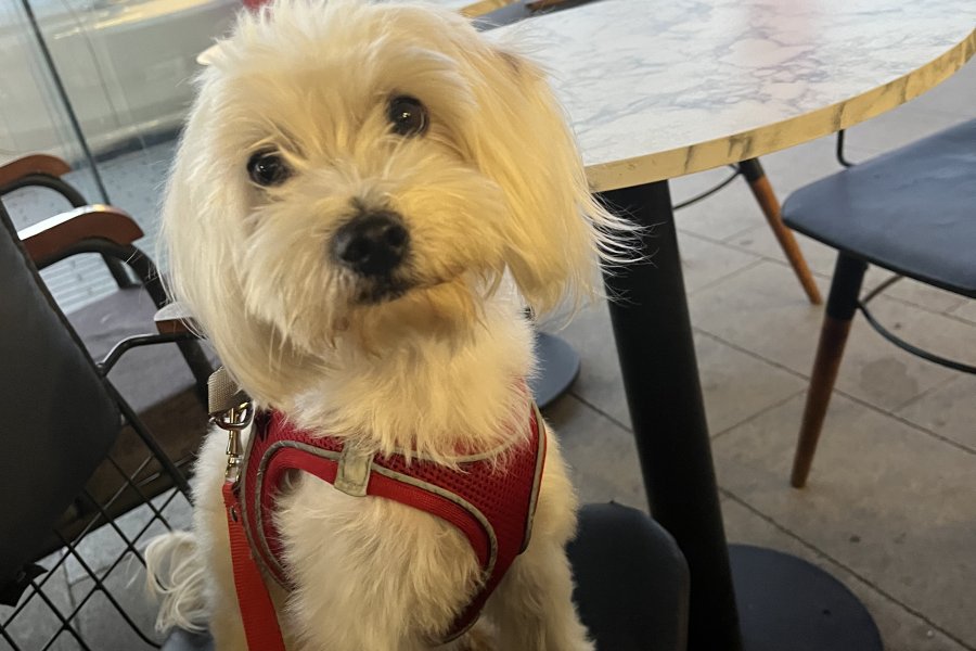 Maltese terrier 1