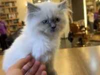 Sevimli British Longhair Yavrumuza Yuva Arıyoruz