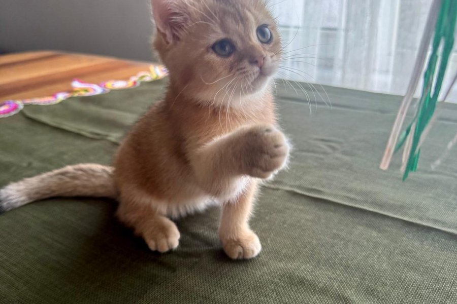 Tatlı Kedileri Sahiplendiriyoruz. 4