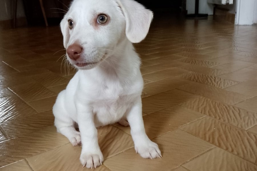 Jack Russel Kırması Ücretsiz Sahiplendirilecektir 1
