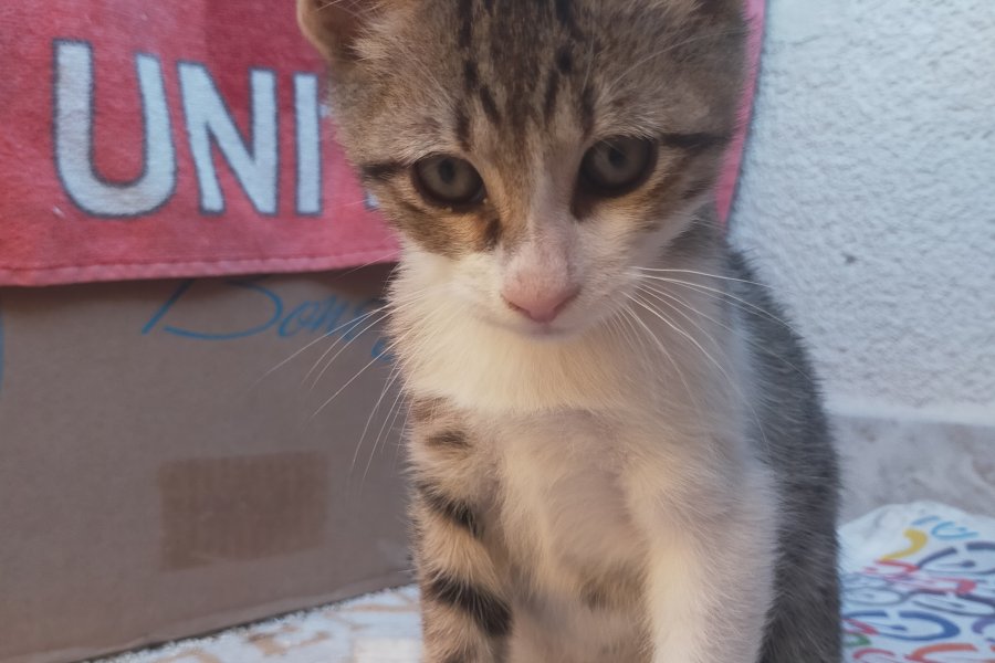 Çok acil yuva arıyoruz 4