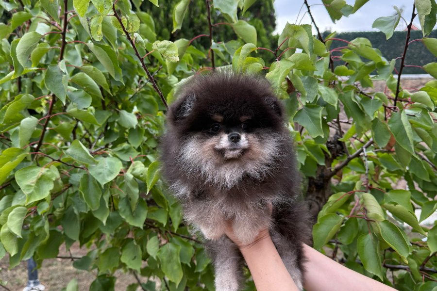 Safkan Scr li Tayland Kan Hattına Sahip Pomeranian 1