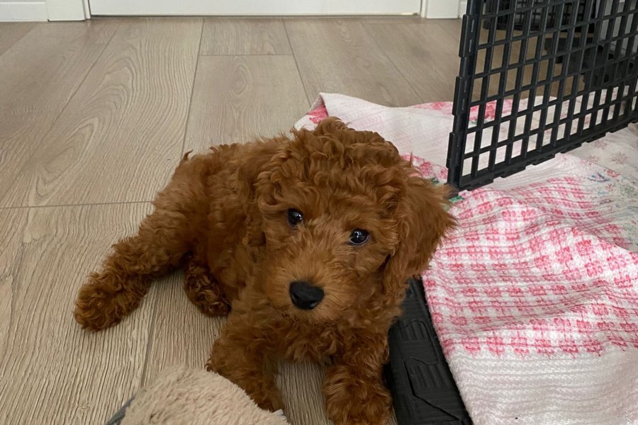 Toy poodle 1