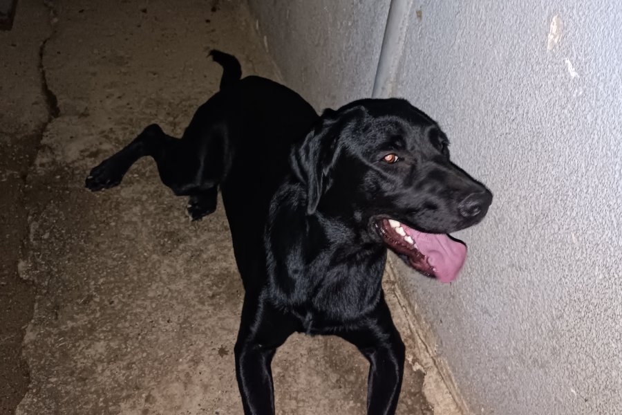 Sevimli Labrador Yuva Arıyor 2