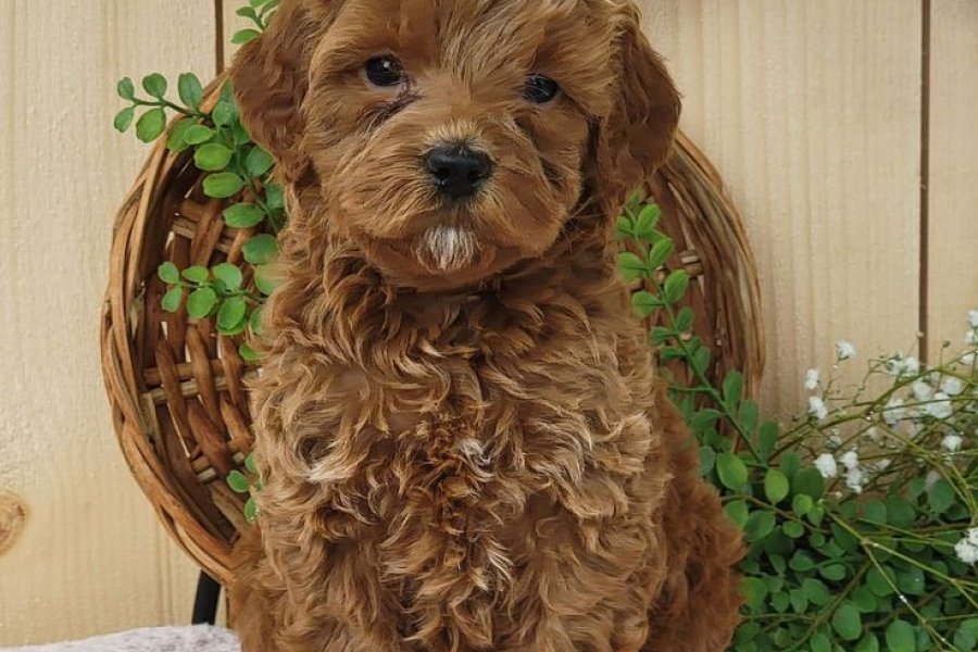 TOY POODLE SEVİMLİ YAVRULAR 2