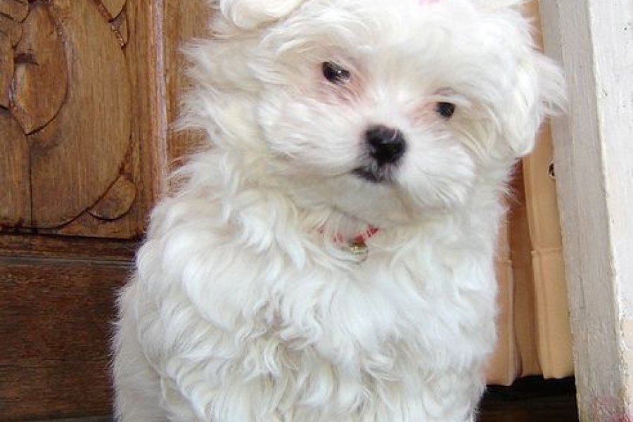 Kar Beyaz Maltese Terrier Yavruları 1