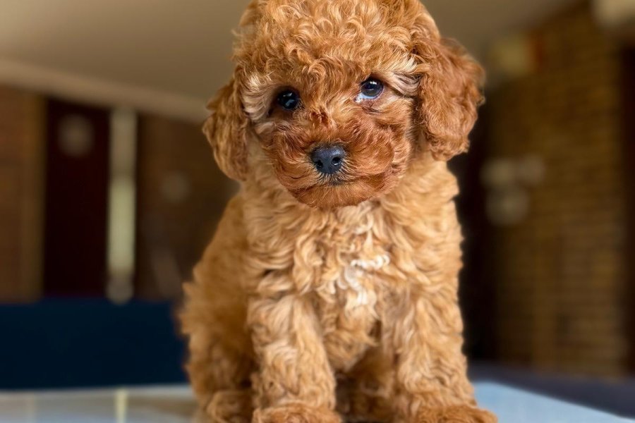 Maltipoo Cinsi Yavrular Ev Üretimi 1