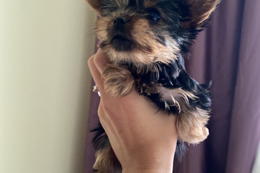 Teacup yorkie terrier yavrular 1