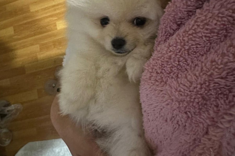 Pomeranian 1