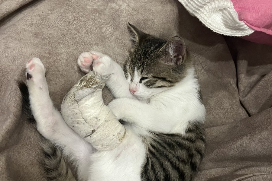 Tekir Kedi Sahiplendirme 1
