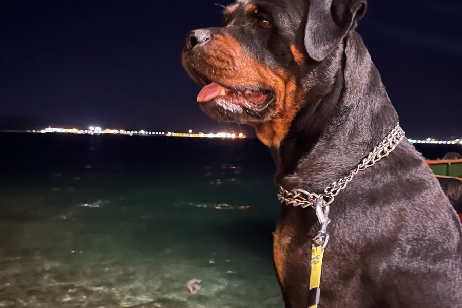 Sadık ve Koruyucu Rottweiler Dostumuz Yuva Arıyor 1