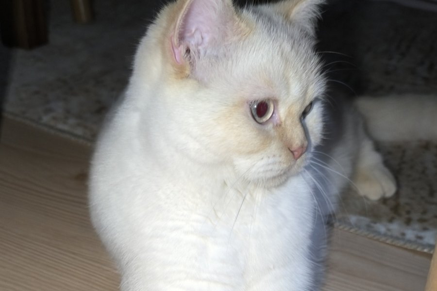 Erkek british kedi 1