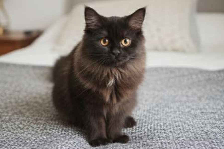 British Longhair (Koyu Kahve, 4 Aylık) 2