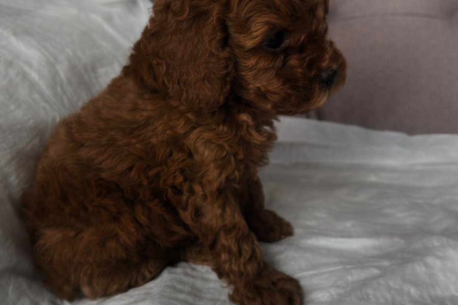 2 aylık erkek toypoodle 2