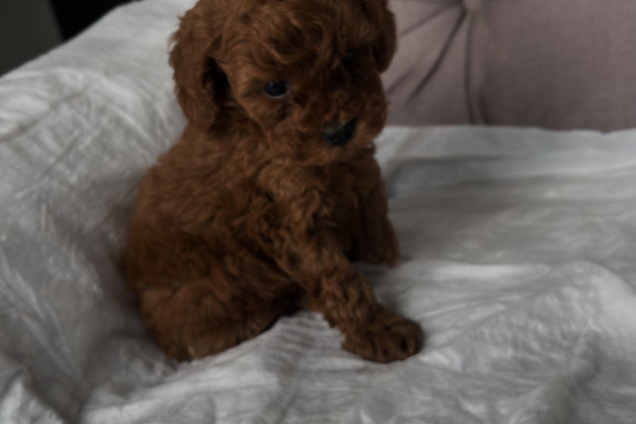 2 aylık erkek toypoodle 1