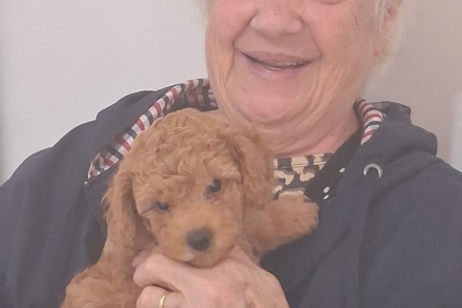 Kahverengi toypoodle 1