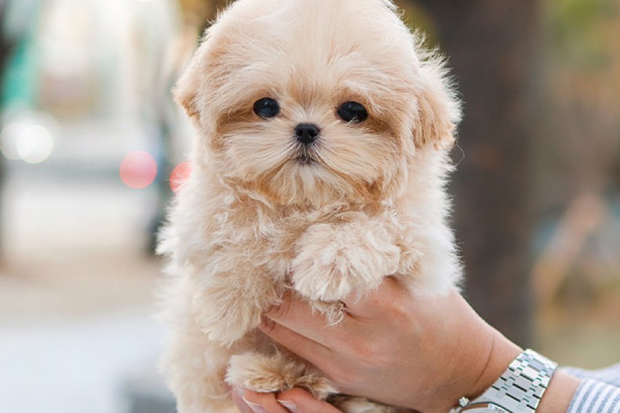 KORE MALTIPOO BEBEKLERIM 1