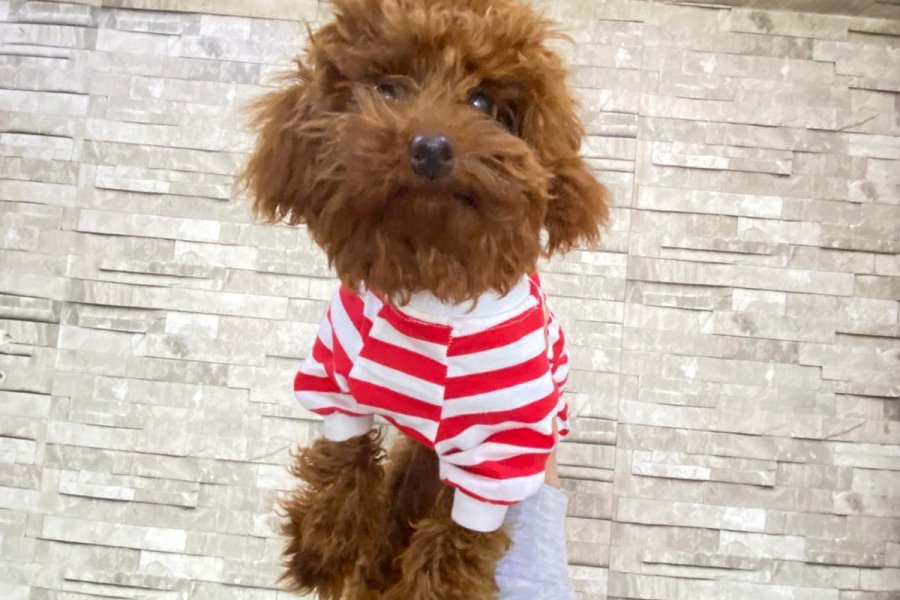 0 numara toy poodle red brown 1