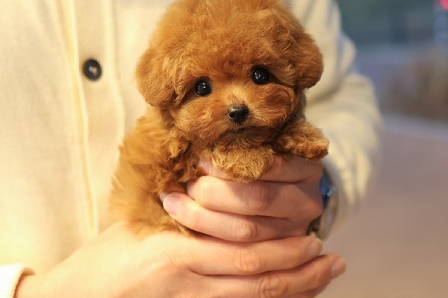 EN AKILLI VE TATLI TOY POODLE BEBEKLERIMIZ 2