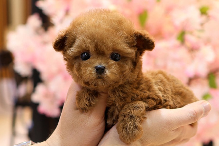 Mutluluk deposu toy poodle bebisler 2