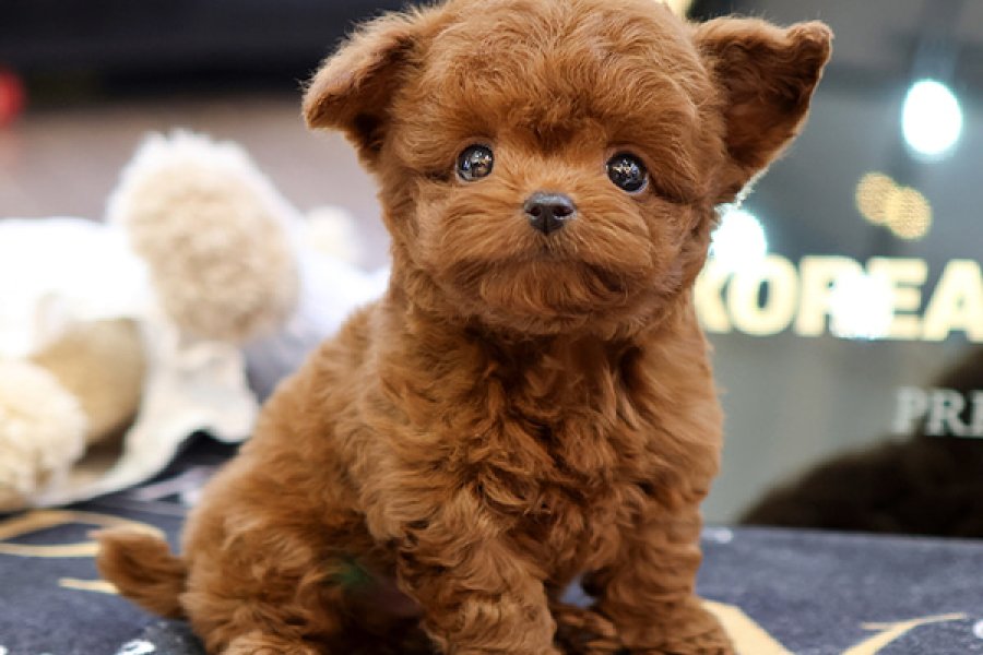 Sevgi harikasi toy poodle yavrumuz 1