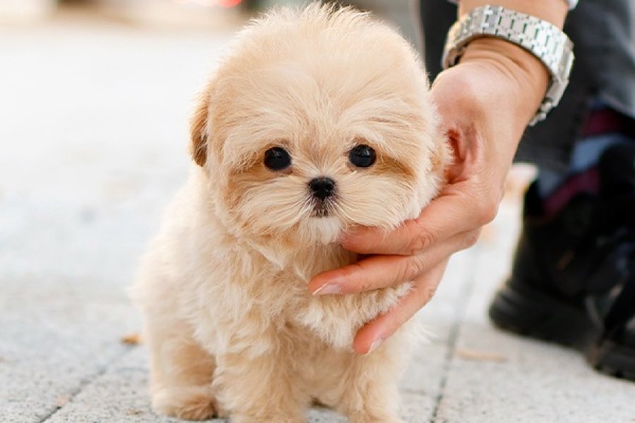KORE MALTIPOO BEBEKLERIM 2