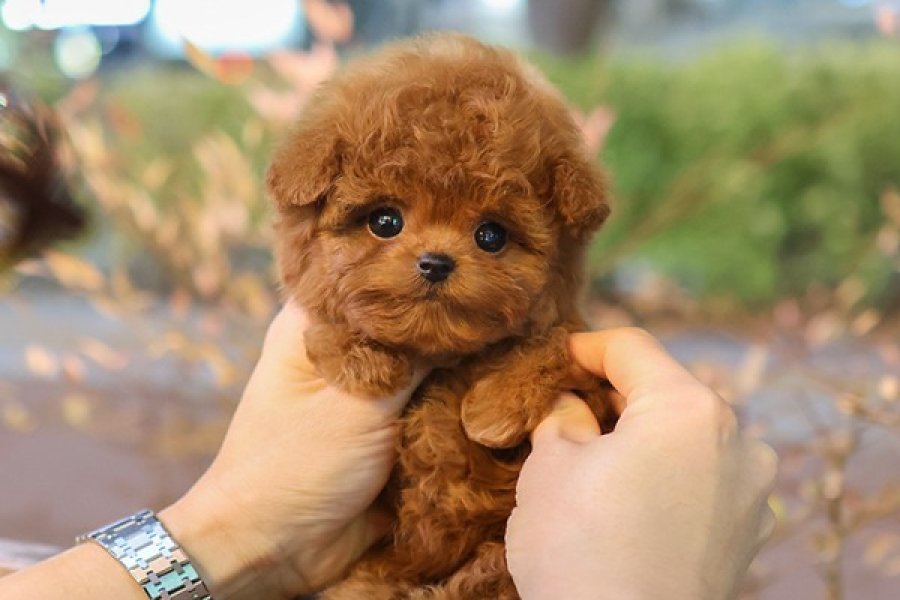Minnos Toy Poodle Bebeklerimiz 1