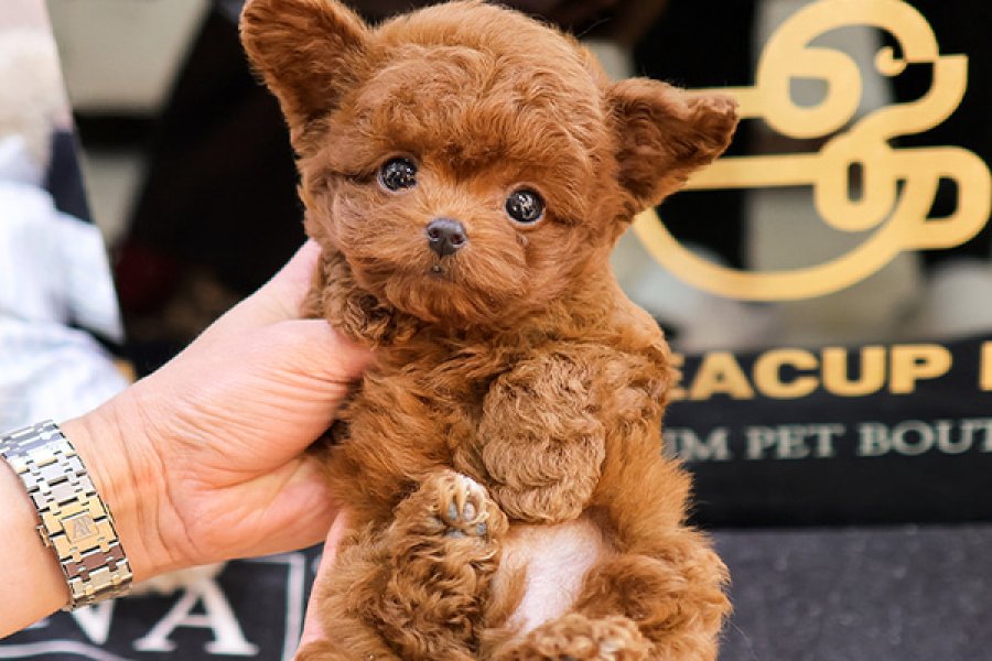 Sevgi harikasi toy poodle yavrumuz 2