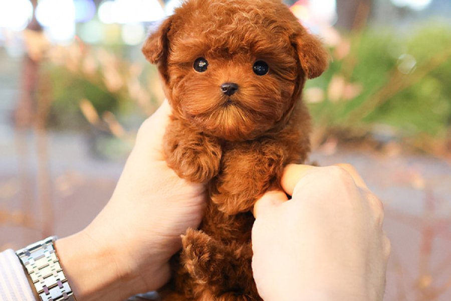 SUPER STAR TOY POODLE YAVRULARIM 2